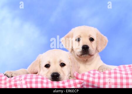 Il Labrador Retriever cuccioli Foto Stock