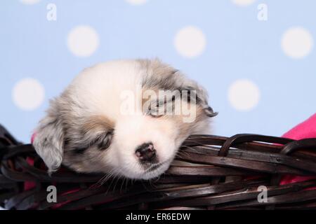 Miniatura pastore australiano cucciolo Foto Stock