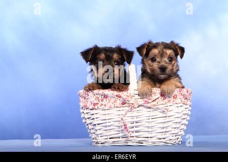 cuccioli di Mongrel Foto Stock