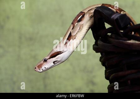 Boa constrictor Foto Stock