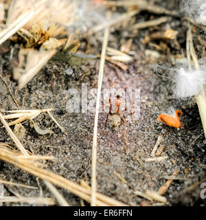 Un po' di rosso e marrone ant camminando sulla terra nel mezzo delle cannucce Foto Stock