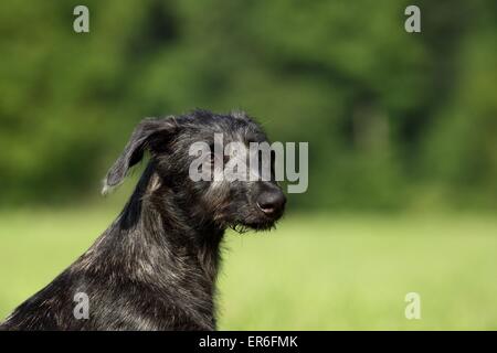 Cucciolo di Deerhound Foto Stock