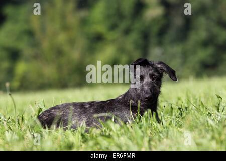 Cucciolo di Deerhound Foto Stock