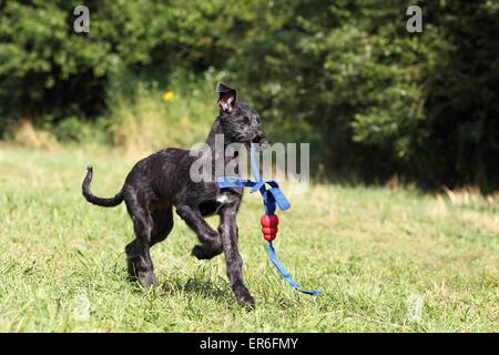 Cucciolo di Deerhound Foto Stock