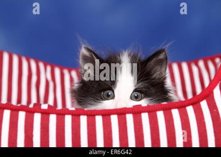 Norwegian Forestcat gattino Foto Stock