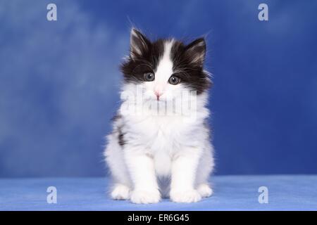 Norwegian Forestcat gattino Foto Stock