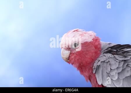 Roseate cacatua Foto Stock