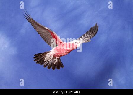 Roseate cacatua Foto Stock