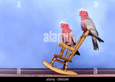 Roseate cacatua Foto Stock