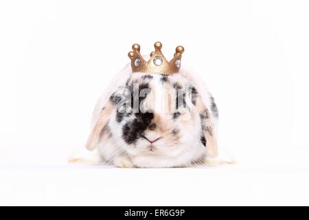 Lop-eared rabbit Foto Stock