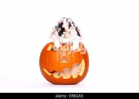 Lop-eared rabbit Foto Stock