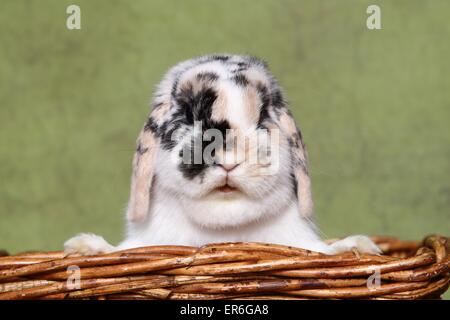 Lop-eared rabbit Foto Stock