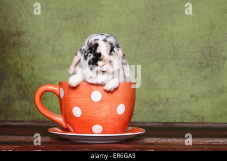 Lop-eared rabbit Foto Stock