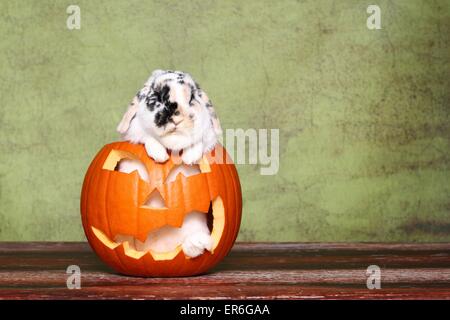 Lop-eared rabbit Foto Stock