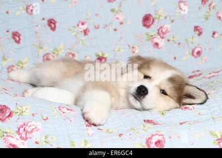Akita-Inu-Mongrel cucciolo Foto Stock