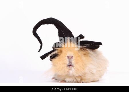 Con i capelli lunghi cavia Foto Stock