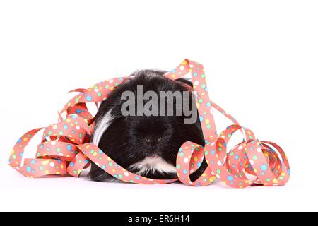 Con i capelli lunghi cavia Foto Stock