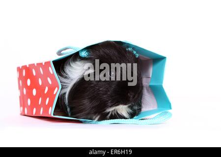 Con i capelli lunghi cavia Foto Stock