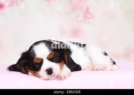 Cavalier King Charles Spaniel cucciolo Foto Stock