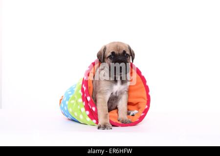 Antique Mastiff cucciolo Foto Stock