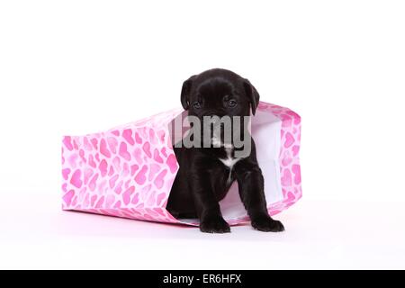 Antique Mastiff cucciolo Foto Stock