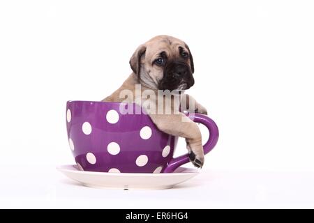 Antique Mastiff cucciolo Foto Stock