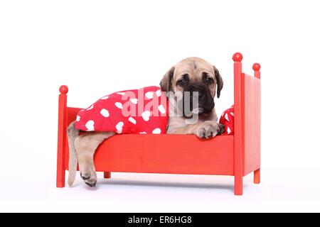 Antique Mastiff cucciolo Foto Stock