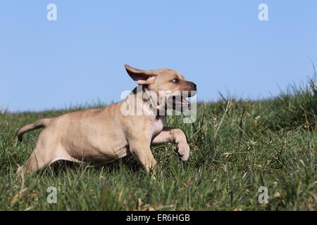 Antique Mastiff cucciolo Foto Stock