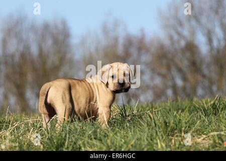 Antique Mastiff cucciolo Foto Stock