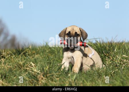 Antique Mastiff cucciolo Foto Stock