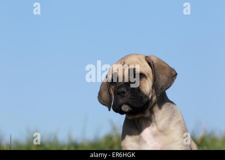 Antique Mastiff cucciolo Foto Stock