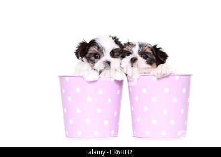 Biewer-Maltese-Mongrel cuccioli Foto Stock