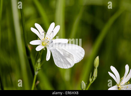 Legno bianco su una maggiore Stitchwort fiore. Legno quercino, Chiddingfold, Surrey, Inghilterra. Foto Stock