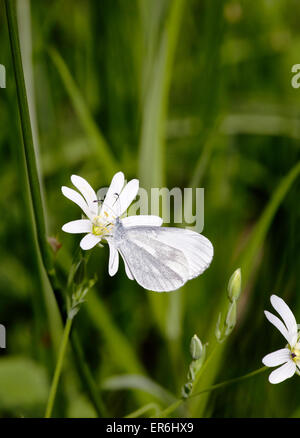 Legno bianco su una maggiore Stitchwort fiore. Legno quercino, Chiddingfold, Surrey, Inghilterra. Foto Stock