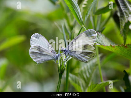 Rituali di corteggiamento di legno bianco farfalle - maschio sulla destra. Legno quercino, Chiddingfold, Surrey, Inghilterra. Foto Stock