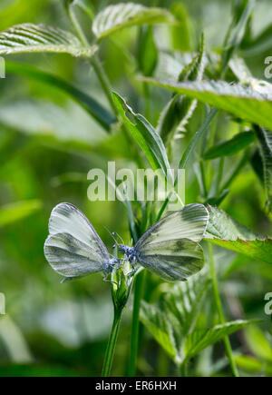 Rituali di corteggiamento di legno bianco farfalle - maschio sulla destra. Legno quercino, Chiddingfold, Surrey, Inghilterra. Foto Stock