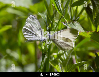 Rituali di corteggiamento di legno bianco farfalle - maschio sulla destra. Legno quercino, Chiddingfold, Surrey, Inghilterra. Foto Stock