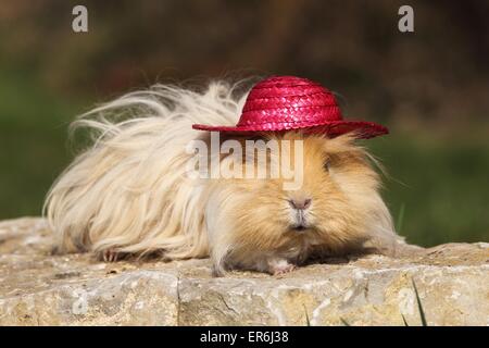 Con i capelli lunghi cavia Foto Stock