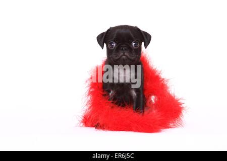 cucciolo di Carlino Foto Stock