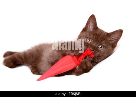 British Shorthair Kitten Foto Stock