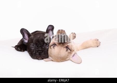 Bulldog francese cuccioli Foto Stock