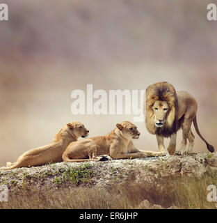 Famiglia di leoni su una roccia Foto Stock