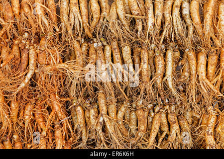 La folla di ginseng reale dal nord della Repubblica coreana Foto Stock