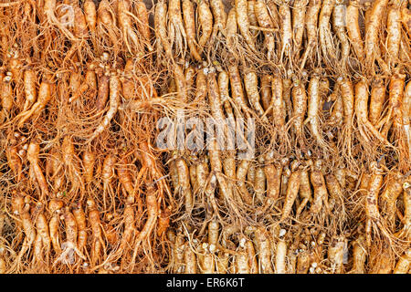 La folla di ginseng reale dal nord della Repubblica coreana Foto Stock