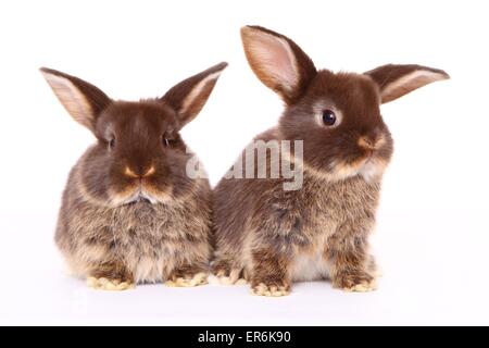 Mini Lop Foto Stock