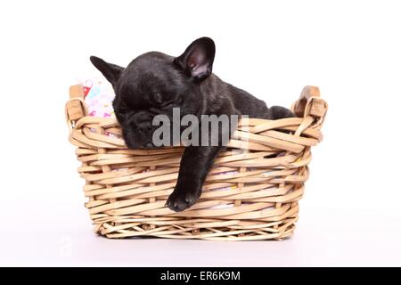 Bulldog francese cucciolo Foto Stock