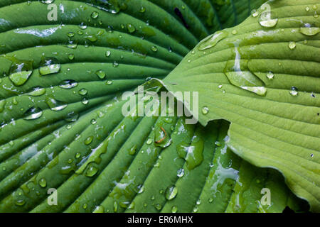 Hosta gocce su una foglia di gocce d'acqua, foglia di hosta con gocce d'acqua da vicino gocce di Hosta foglia di gocce d'acqua Foto Stock