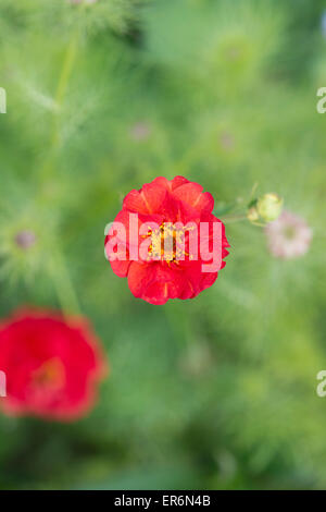 Geum 'mrs j bradshaw' Fiore Foto Stock