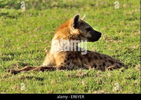 Spotted Hyena nel Kenya, Aberdare Foto Stock