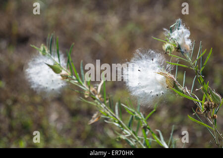 I semi della pianta milkweed circa per essere dispersa dal vento Foto Stock